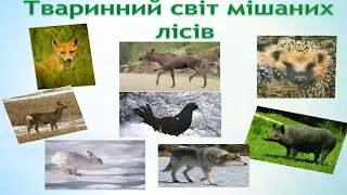 Подорожуємо зонами мішаних і широколистих лісів 4 клас