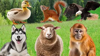 Sweet Animal Sounds - Sheep, Wolf, Dog, Cat, Bear,  Swan, Deer, Squirrel, Gorilla - Animal Moments.