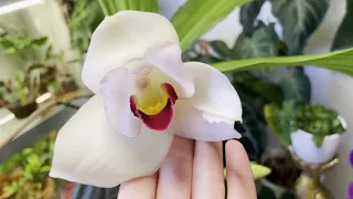 Обзор моей коллекции орхидей апрель 2022. Часть первая