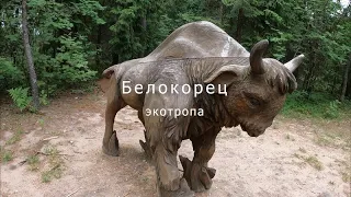 Инклюзивная экотропа "Белокорец". Беларусь.