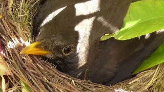 New Life in the wild! The Blackbird - from Babies to Juveniles.