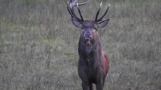 Rykowisko ADREANALINA 200% Hirschbrunft Brame du Cerf Red Deer Rut 2016 nr16