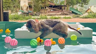 Monkey YuYu fell asleep in the swimming pool and hid from Dad to go swimming