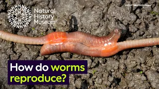 How do worms reproduce? The complex world of earthworm courtship | Natural History Museum