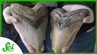 What Megalodon’s Teeth Say About Their Parenting