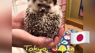 Hedgehog cafe in Shibuya, Tokyo, Japan 日本東京澀谷刺猬咖啡廳