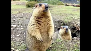 Marmot in their natural habitat.🥕🥕