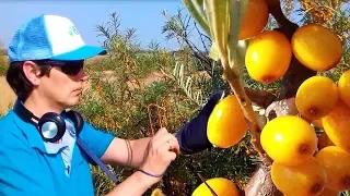 Sea buckthorn - How to quickly collect Sea buckthorn