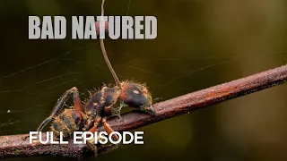 Mind-Controlling Cordyceps Turn Insects into Zombies | Bad Natured | BBC Earth