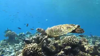 Turtle Reef Snorkelling Excursion