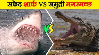 समुद्री मगरमच्छ और सफेद शार्क के बीच खतरनाक लड़ाई | Saltwater Crocodile vs Great White Shark