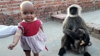 Monkey's Emotional video || bandar mama/bandar mama pahan pajama/Animals Video