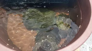 Tortuga lagarto, Tortuga tres lomos comiendo juntas 🐢