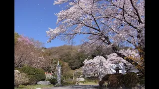 花は咲く Flowers Will Bloom with English subtitles