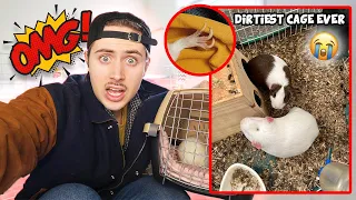 Craigslist Guinea Pig Rescue🚨 FILTHY🤢🦠