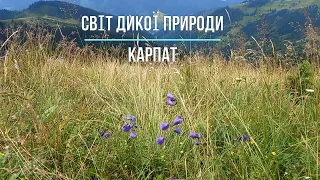 ДИКА ПРИРОДА КАРПАТ