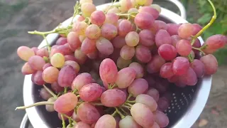 Как мы культурно "общипываем" виноград Велес))) Обалденно вкусный виноград!
