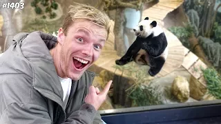 DE PANDA'S VOEREN! - ENZOKNOL VLOG #1403