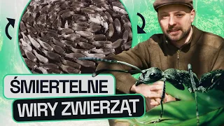 GATUNEK ZERO #11: FEROMONOWE OSZUSTWA: MOSTY Z MRÓWEK, PLEŃ - WIELOGŁOWY WĄŻ, KTÓRY STRASZYŁ LUDZI