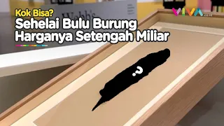 GOKIL! Selehai Bulu Burung Ini Terjual Setengah Miliar