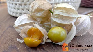 Jak pěstovat mochyni peruánskou ze semen. Physalis peruviana