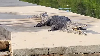 Florida's truly wild – unexpected guest.