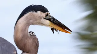 Great Blue Heron eating Crawdads/Crayfish