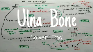Ulna Bone - 4, Lower End : External features