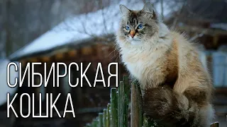 Siberian cat: Fluffy long-lived | Interesting facts about cat breeds