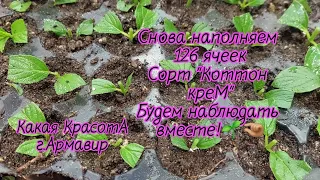 Черенкование метельчатой гортензии без ущерба для цветения.🌱🤏🏼🌸Практика!Развеиваю мифы😉