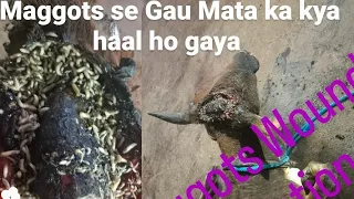 #vet Maggots wound in animals I Maggots wound in hourn # I Pashuon ke kide ka illaj kaise kare ,