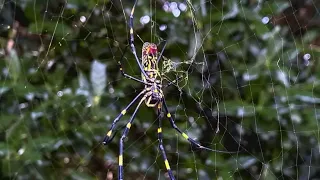 Joro spiders population spreading across America
