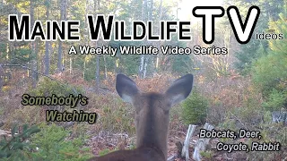 Bobcats / Coyotes / Deer / Turkeys / Maine Wildlife Trail Video / Trail Cam