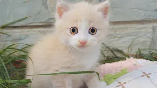 【和貓住】萌出血！超少見的奶茶色貓咪！沒想到圓臉胖橘媽生了一窩這麼可愛的小貓，還個個親人