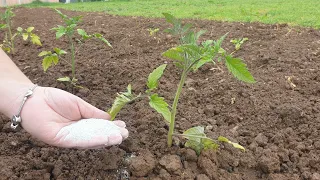 Why is a tomato leaf yellow? Help the plants in a natural way!