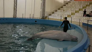 Танцующие дельфины и белуха в анапском дельфинарии