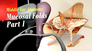 Middle Ear anatomy - Mucosal Folds Part 1