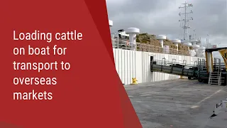 Loading cattle on boat for transport to overseas markets