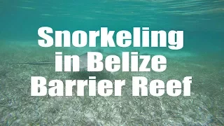 Snorkeling in Belize Barrier Reef, Caye Caulker, Shark Ray Alley  | GoPro 4 Silver | Virtual Trip