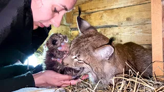 Lynx Giving Birth to Kittens