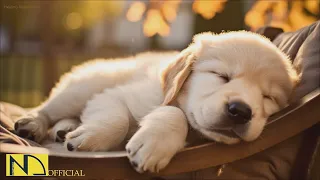 20 HOURS of Dog Calming Music🦮💖Dog Relaxation🐶🎵Anti Separation Anxiety Relief Music⭐ NadanMusic
