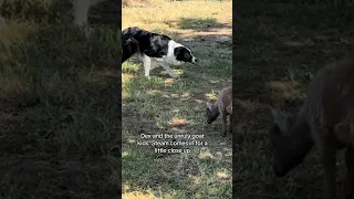 Dex herds the unruly goat kids and Steam comes in for a close up