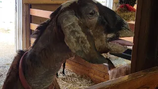 Goat Yells at L. Michelle/Barn and Farm Animals Cosley Zoo Wheaton, IL 4-27-24