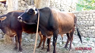 My Village Strong Bull and my village Cow || Village animals ||