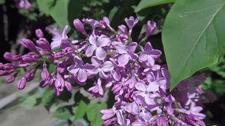 Lilac blooms - FREE Footage for video 1080p / Сирень цветёт - футаж