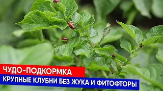 Чудо-подкормка: крупные клубни без жука и фитофторы