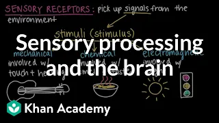 Sensory processing and the brain | Cells and organisms | Middle school biology | Khan Academy