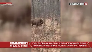 Куля пройшла НАСКРІЗЬ🤬🤬 у Волинському лісі ЗАСТРЕЛИЛИ червонокнижного ЗУБРА