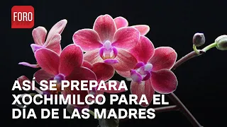 Anturios y orquídeas, para el Día de las Madres 2024, en Xochimilco - Las Noticias