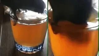 🍻 Попугай пьёт пивас | Parrot drinks beer